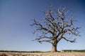 Lonely, withered oak on the field Royalty Free Stock Photo