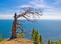 Lonely withered tree on the mountain above the sea under the blue sky Royalty Free Stock Photo