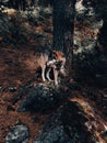 A lonely wolf. Royalty Free Stock Photo