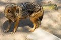 lonely wolf looking for something in zoo Royalty Free Stock Photo