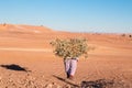 Lonely woman carrying a load of wood in desert Morocco 11 january 2017 Royalty Free Stock Photo