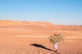 Lonely woman carrying a load of wood in desert Morocco 11 january 2017 Royalty Free Stock Photo