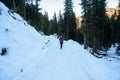 Woman hiker on a snowy mountain trail through a pine forest in winter Royalty Free Stock Photo