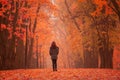 Lonely woman walking in park on a foggy autumn day. Royalty Free Stock Photo