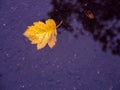 lonely yellow autumn leaf in a puddle Royalty Free Stock Photo