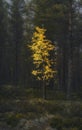 Lonely yellow birch tree in the dark forest