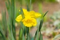 Lonely yellow daffodil