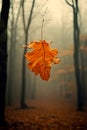 Lonely yellow falling fall leaf in the forest Royalty Free Stock Photo