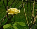 Lonely yellow flower amog thorns branches Royalty Free Stock Photo