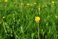 A lonely yellow flower among other flowers. Royalty Free Stock Photo