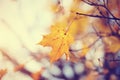 Lonely yellow-gold maple leaf late fall. Royalty Free Stock Photo