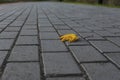Lonely yellow leaf on a gray sidewalk Royalty Free Stock Photo