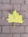 The lonely yellow leaf on the ground