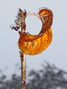 Lonely yellow leaf with rime