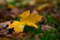 A lonely yellow leaf of a tree lies on the ground Royalty Free Stock Photo