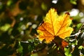 Lonely yellow maple leaf