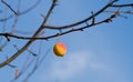 Lonely yellow and red wild apple on a bare branch on the background. The last apple before Winter. Autumn landscape