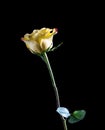 Lonely yellow rose close-up on a black Royalty Free Stock Photo