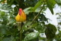 Lonely yellow rose flower in Ukrainan garden closeup at late spring Royalty Free Stock Photo