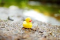 Lonely yellow rubber duck by the river. Rubber toy left behind by kids after water fun outdoors