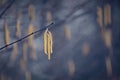 Lonely yellow seed on winter branch in bleak ambience Royalty Free Stock Photo