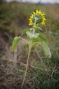 A lonely yellow sunflower grows in a clearing. Royalty Free Stock Photo