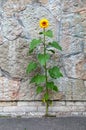 Alone yellow sunflower on the stone wall background vertical shot Royalty Free Stock Photo