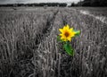 Lonely yellow sunflower stands in a field Royalty Free Stock Photo