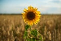 Yellow sunflowers in a field of Golden ripe wheat and butterflies sitting on sunflowers Royalty Free Stock Photo