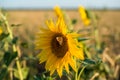 Yellow sunflowers in a field of Golden ripe wheat and butterflies sitting on sunflowers