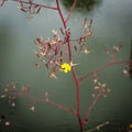 The lonely yellow wall lettuce flower on a stalk Royalty Free Stock Photo