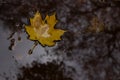 Lonely yellowed leaf