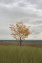 Lonely young birch tree with yellow leaves Royalty Free Stock Photo