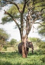 Lonely young bush elephant hiding behind a tree trunk in the Tarangire National Park, Tanzania. African savanna elephant - the Royalty Free Stock Photo