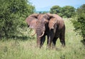 Lonely young bush elephant portrait in the Tarangire National Park  Tanzania. African savanna elephant - the largest living Royalty Free Stock Photo