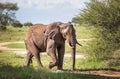 Lonely young bush elephant portrait in the Tarangire National Park, Tanzania. African savanna elephant - the largest living Royalty Free Stock Photo