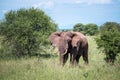 Lonely young bush elephant portrait in the Tarangire National Park, Tanzania. African savanna elephant - the largest living Royalty Free Stock Photo