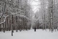 Lonely young lady with a kid walking among gorgeous nothern pines covered with snow in the winter park Royalty Free Stock Photo