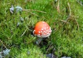 Lonely young red fly agaric