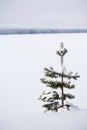 Lonely young pine tree in snow