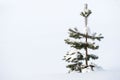 Lonely young pine tree in snow