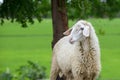 Lonely young sheep Royalty Free Stock Photo