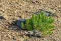 A lonely young sprout clinging to the lifeless rocks of a dry desert.. Mountain range surrounding the Teide volcano. National Park Royalty Free Stock Photo