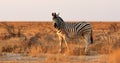 Lonely Zebra in African savanna Royalty Free Stock Photo