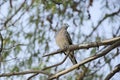 Lonely zebra dove on dried branch