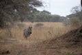 Lonely zebra on dry grassland in Tarangire National Park in Tanzania.