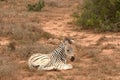 Lonely Zebra foal in South Africa