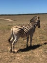 Lonely zebra