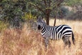 A lonely zebra in the Meru park. Kenya, Africa Royalty Free Stock Photo