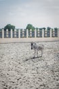 Lonely zebra in the sandy aviary of the zoo